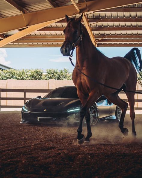 Ferrari Car Wallpapers, Porches Car, Ferrari Horse, Men Luxury Lifestyle, Ferrari Aesthetic, Luxury Horse Barns, Horses Aesthetic, Iconic Pictures, Successful Man