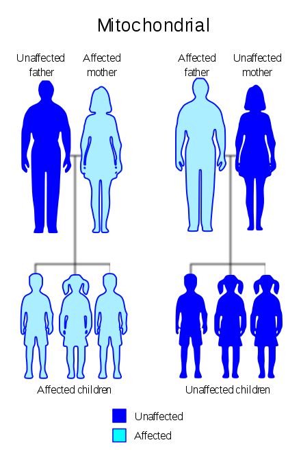 Mitochondrial inheritance patterns Point Mutation, Oxidative Phosphorylation, Mitochondrial Health, Molecular Genetics, Mitochondrial Dna, Nerve Fiber, Reactive Oxygen Species, Developmental Delays, Vision Loss