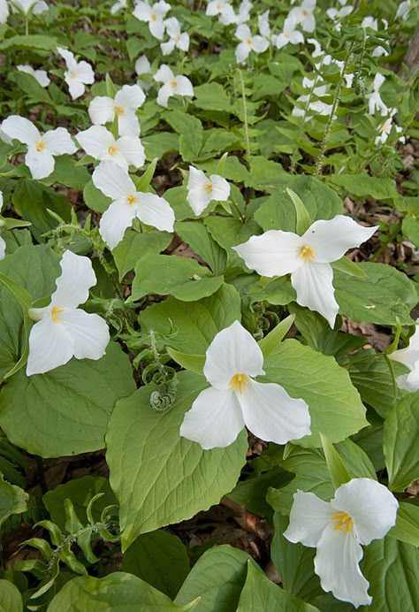 Ohio Symbols, Trillium Grandiflorum, Identifying Plants, White Trillium, Trillium Flower, Minnesota Wildflowers, Deciduous Forest, Shade Garden Plants, Woodland Flowers