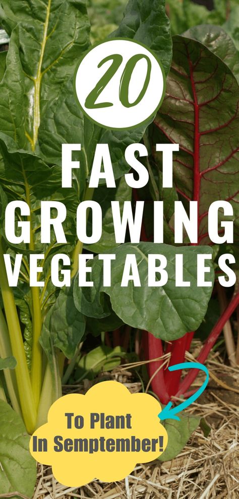 20 Fast Growing Vegetables to Plant in September - The Real Gardener Vegetables To Plant In September, Vegetables To Plant In August, Growing Winter Vegetables, Fast Growing Vegetables, Vegetables To Plant, Growing Vegetables In Pots, Bush Beans, Growing Veggies, Winter Vegetables