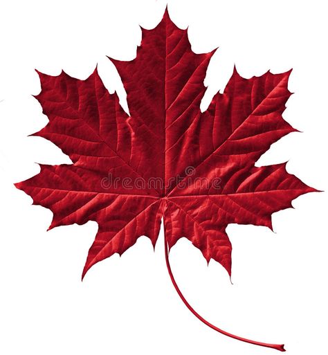 Crimson maple leaf. Close-up of a perfect crimson maple leaf isolated on pure wh , #affiliate, #Close, #perfect, #leaf, #Crimson, #maple #ad Maple Leaf Tattoos, Illusion Knitting, White Anemone Flower, Leaf Icon, Autumn Leaves Art, Flip Image, Pure White Background, Forest Tattoos, Fall Images