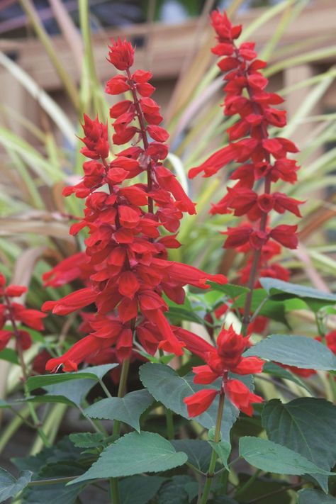 4 New Salvia Varieties For 2014 Red Salvia Plant, Salvia Flower, Salvia Plant, Red Salvia, Salvia Plants, Packet Design, Fake Wedding, Future Garden, Seed Packets