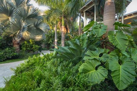 Tropical Landscaping - Elephant ear plants and various types of palms create a lush, tropical landscape Garden Landscaping Design Ideas, Tropical Landscape Design, Tropical Garden Design, Tropical Backyard, Backyard Pool Landscaping, Landscape Design Plans, Garden Landscape Design, Tropical Landscaping, Landscaping Plants