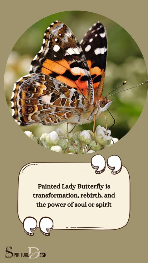 The spiritual meaning of a Painted Lady Butterfly is transformation, rebirth, and the power of soul or spirit. Seeing a Painted Lady Butterfly could be a sign that it’s time for personal growth and transformation.#paint #growth #sign #lady Butterfly Spiritual Meaning, Butterfly Spiritual, Native American Folklore, Butterfly Meaning, Painted Lady Butterfly, Lady Butterfly, Spiritual Transformation, Divine Timing, Beautiful Art Paintings