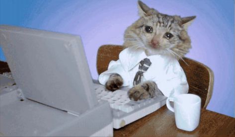 Funny Computer Backgrounds, Funny Computer Wallpaper, Office Cat, Cat Crying, Cat Work, Ugly Cat, Funny Cat Wallpaper, Iphone Wallpaper Glitter, Cute Desktop Wallpaper