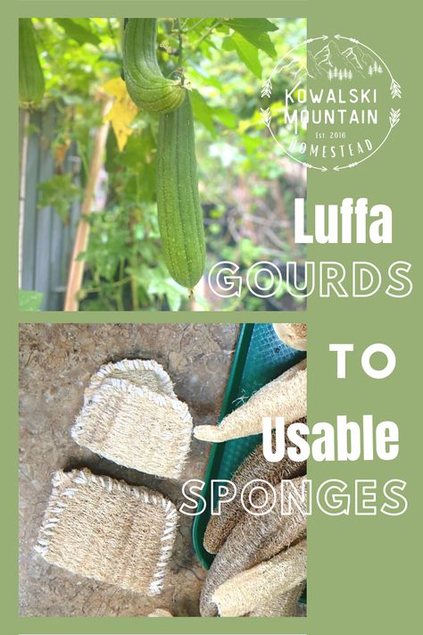 How To Make Luffa Sponge, Homemade Loofah Sponge, What To Do With Luffa Gourds, How To Make Loofah Sponges, How To Make A Loofah Sponge, Luffa Crafts Ideas, Luffa Sponge Gift Ideas, Luffa Gift Ideas, Luffa Sponge Diy