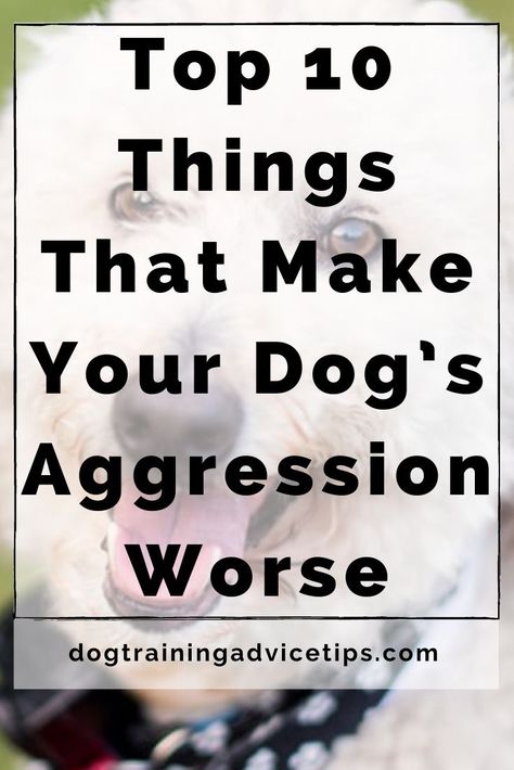 Aggressive Dog Training, Dog Aggression Towards Other Dogs, Reactive Dog Training Tips, Releasing Anger, Aggressive Dogs, Dogs Ears, Dog Training Aggression, Dog Aggression, German Dog Breeds