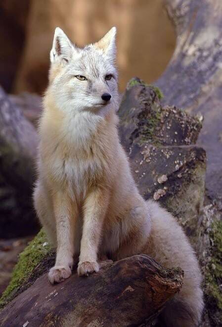 Himalayan snow fox Volpe Artica, Fuchs Baby, Fantastic Fox, Albino Animals, Arctic Fox, Wild Dogs, Cute Fox, Beautiful Animals, White Fox