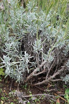 Lavender Pruning, Lavender Plant Care, How To Propagate Lavender, Perennial Gardens, Lavender Leaves, Garden Remedies, Growing Lavender, Plants Growing, Lavender Garden