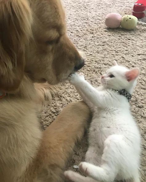 Cat Friends, Friends House, Therapy Dog, Giant Dogs, Animals Friendship, Little Kittens, Dog And Cat, Cute Animal Pictures, Cats And Dogs