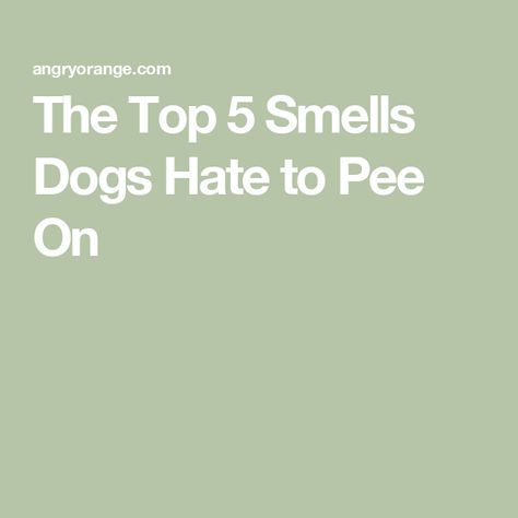 The Top 5 Smells Dogs Hate to Pee On Diy Dog Pee Repellent, Dog Pee Repellent, Dog Pee Smell, Shih Tzu Training, Pet Odor Remover, Essential Oils Dogs, Pee Smell, Citrus Smell, Amazing Food Hacks