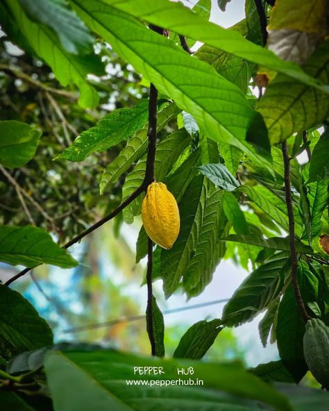 A beautiful morning sight of a coco fruit. 😋😍 Coco is one of the easiest plant to grow at farms. All you need is a good coco Plants planted in enough sunlight and water. Buy coco Plants online https://www.pepperhub.in/product/cocoa-plants-pack-of-8/ #cocoplant #coco #homegrown #SustainableLiving #Plants #fruits #fruitingplants #HomeGarden #Pepperhub #agricultureworld #explore Cocoa Plant, A Beautiful Morning, Easy Plants To Grow, Beautiful Morning, Sustainable Living, All You Need Is, Agriculture, Cocoa, To Grow