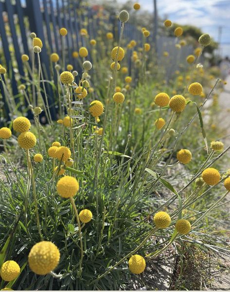 Uk Native Plants, Billy Buttons Garden, Western Australian Native Plants, Australian Flower Garden, Australian Native Flower Garden, Craspedia Plant, Native Flowers Australia, Full Sun Plants Australia, Australian Native Cottage Garden