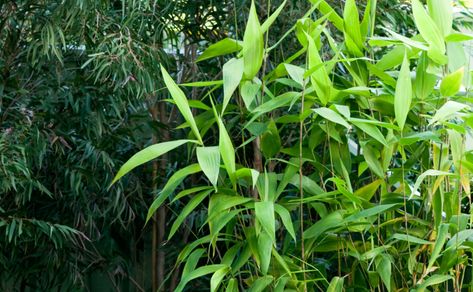 Tiger Grass - Thysanoleana maxima. This striking plant from Thailand looks like bamboo but it's actually a perennial grass. Grass Landscaping, Pool Gazebo, Wrap Food, Tiger Grass, Large Backyard Landscaping, Bamboo Grass, Perennial Grasses, Backyard Plants, Garden Screening