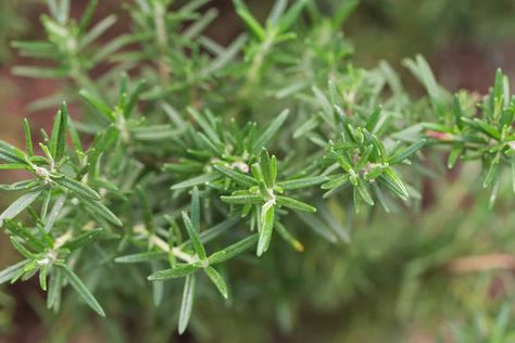 How to Grow Rosemary Summer Savory Herb, Summer Savory, Growing Rosemary, Enjoy Your Meal, Bulk Herbs, Savory Herb, Summer Cooking, Herb Seeds, Heirloom Seeds