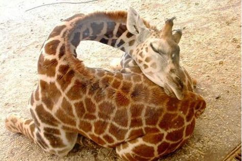 How Does a Baby Giraffe Sleep? - Neatorama Giraffe Meme, Giraffe Pictures, Sleeping Animals, Baby Otters, Animal Facts, Baby Giraffe, Snow Leopard, Sphynx, Giraffes