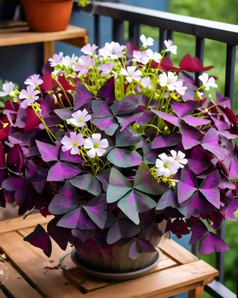 Oxalis Triangularis Plant Oxalis Triangularis, Plants