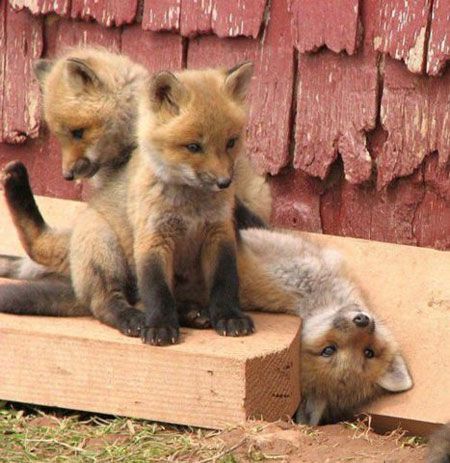 Fuchs Baby, Baby Foxes, Baby Fox, E Card, Cute Creatures, Sweet Animals, Animal Planet, 귀여운 동물, Animals Friends