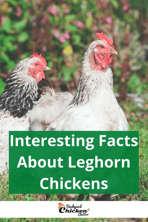 Leghorn Chicken Eggs, White Leghorn Chicken, Farming Chickens, Chicken Breeds For Eggs, Leghorn Rooster, Mother Clucker, Chicken Tips, Leghorn Chickens, Chicken Raising