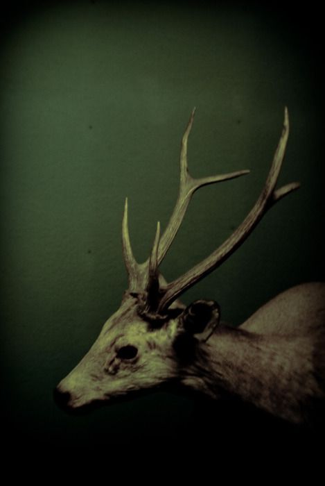 Eerie | Creepy | Surreal | Uncanny | Strange | 不気味 | Mystérieux | Strano | Dark Naturalism, Vulture Culture, Dark Green Aesthetic, Deer Skulls, Animal Nature, A Deer, The Secret History, Animal Skulls, Foto Inspiration