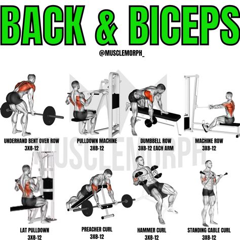 Mens Bicep Workout, Bicep Workout Gym, Biceps Workout At Home, Back And Biceps Workout, Pull Day Workout, Bicep Exercises, Gym Back Workout, Back Workout Routine, Back And Bicep Workout