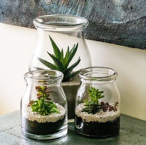 Tanaman Sukulen, Plant In Glass, Plants In Jars, Recycled Jars, نباتات منزلية, Bottle Garden, Inside Plants, Succulent Gardening, Garden Terrarium