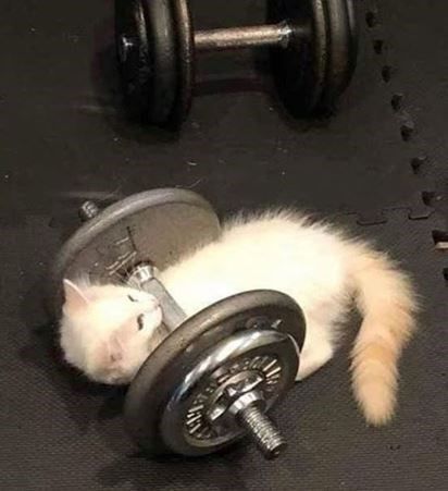 A Gym, A Cat, Gym, Funny, White