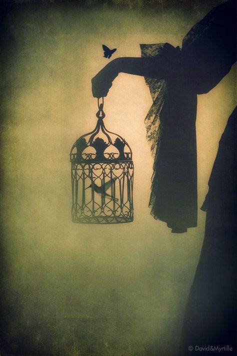 Shadow of birdcage & bird متحف فني, Arte Obscura, Foto Art, Bird Cages, Gothic Art, Pics Art, A Butterfly, Rumi, Bird Cage