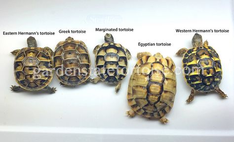 Which Baby Tortoise Do I have? -A Pictorial Guide to Differentiating Baby Mediterranean Tortoises Hermann Tortoise, Funny Animal Pics, Russian Tortoise Diet, Red Footed Tortoise, Tortoise Food, Tortoise House, Turtle Homes, Russian Tortoise, Tortoise Care