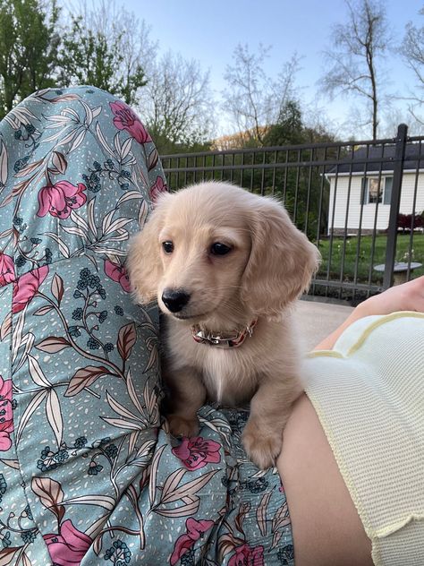 Longhaired Cream Dachshund, Blonde Daschund Puppies, Golden Weenie Dog, Dashchund Puppy Aesthetic, Longhair Dachshund Puppy, Golden Retriever And Dachshund, Cream Daschund Puppies, Dashund Longhaired, Golden Retriever Daschund Puppy