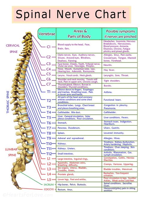 Chart of the Spinal Nerve, Print 5x7 - Etsy Spinal Nerves Anatomy, Nerve Anatomy, Outer Ear, Optic Nerve, Spinal Nerve, Reflexology Chart, Nervous Breakdown, Spinal Cord, Feb 13