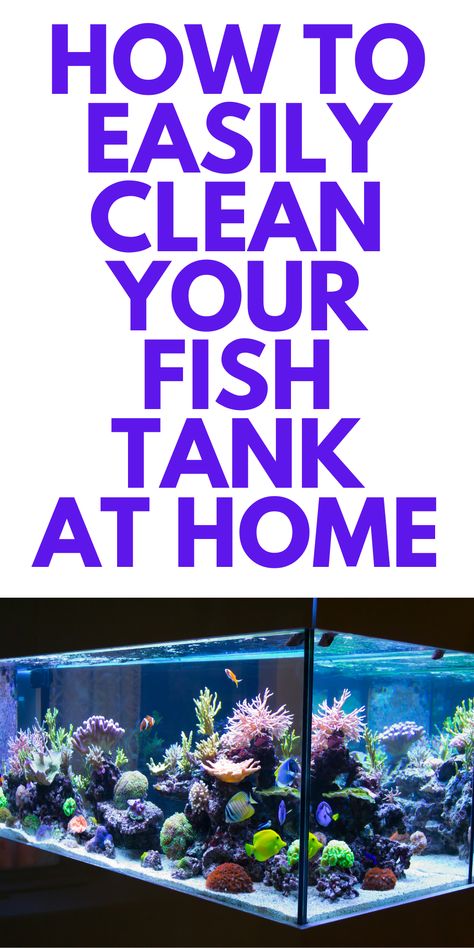 Large Fish Tank Ideas Decoration, How To Keep Fish Tank Water Clear, How To Clean A Fish Tank Aquarium, How To Clean A Fish Tank, Cheap Fish Tank Ideas, Fish Tank Cleaning Hacks, Glow Fish Tank Ideas, Cool Fish Tank Ideas, Cleaning Fish Tank