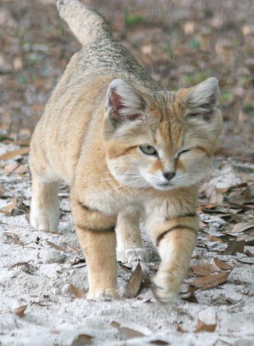 Sand Cat winking!! Unless he is injured.. THAT would be sad Sand Cats, Gatos Cool, Small Wild Cats, Sand Cat, Big Cat Rescue, Exotic Cats, Small Cat, Cat Care, In The Wild