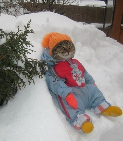 This cat who’s a little too content in his snowsuit. | 41 WTF Cat Pictures That Will Make You Laugh Every Time Koci Humor, Psy I Szczenięta, Söt Katt, Image Chat, Pretty Cats, Cute Little Animals, Crazy Cat Lady, 귀여운 동물, Cat Photo