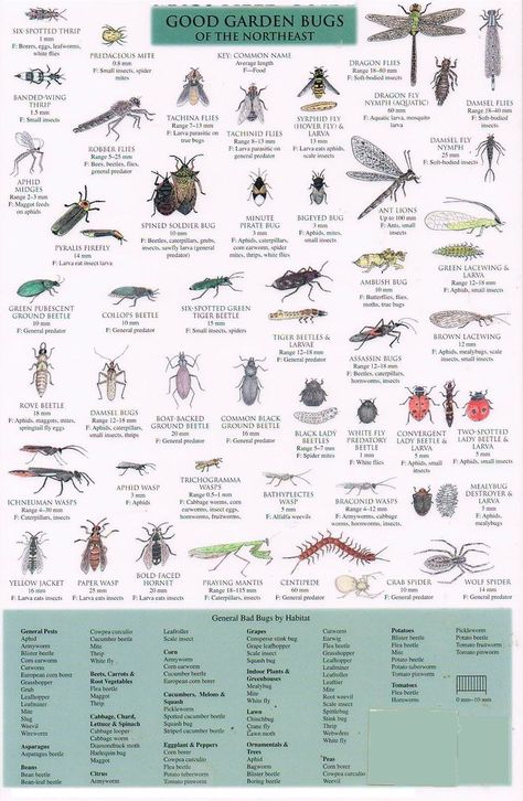 Good Bugs Vs Bad Bugs guide of the Northeast Garden Bugs In Florida, Bug Garden Ideas, Garden Pests Identification, Garden Scooters, Bug Identification, Insect Identification, House Bugs, Bad Bugs, Types Of Bugs