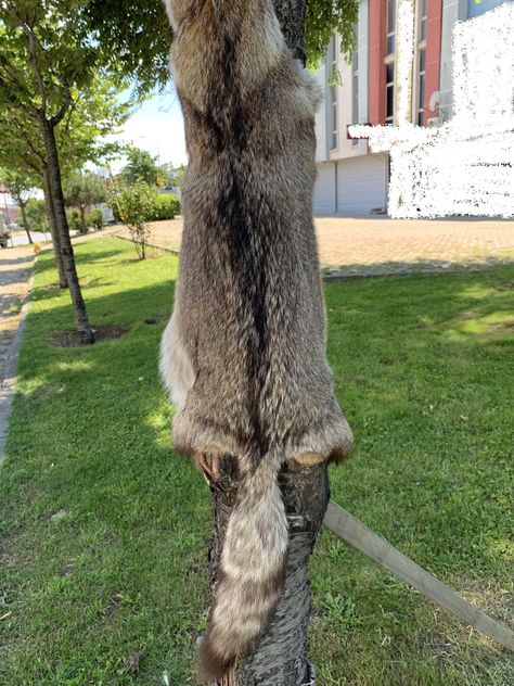 Coyote Pelt Display, Fur Home Decor, Rabbit Hide, Taxidermy For Sale, Viking Garb, Wet Specimen, Coyote Fur, Anna Kendrick, Fur Throw