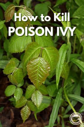 Poison Ivy Killer, Poison Ivy Vine, Kill Poison Ivy, Poison Ivy Leaves, Poison Ivy Plants, Poison Ivy Remedies, Kill Weeds Naturally, Ivy Vine, Garden Weeds