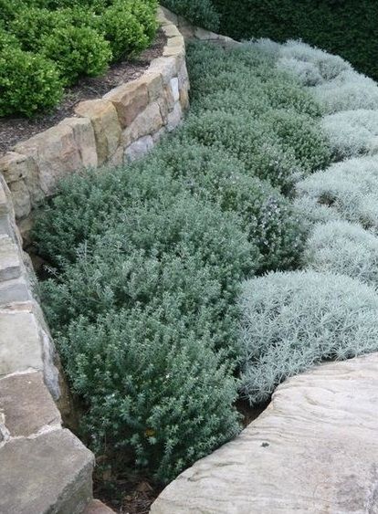 Pittosporum, Westringia and Santolina Both soothing and cohesive. These simple sweeps of soft shrubs really compliment the angular nature of the sandstone retaining walls.  Awesome!!! Dry Garden, Front Landscaping, Low Maintenance Landscaping, Rock Garden Landscaping, Have Inspiration, Mediterranean Garden, Native Garden, Home Landscaping, Garden Landscape Design