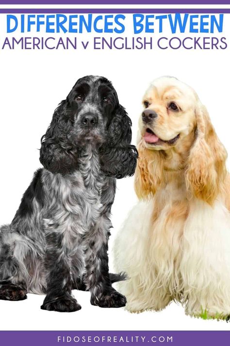 Golden English Cocker Spaniel, American Cocker Spaniel Puppies, Cocker Spaniel Breeders, Cocker Spaniel Haircut, American Spaniel, Black And White Cocker Spaniel, Cocker Spaniel Grooming, Show Cocker Spaniel, Weiner Dog Puppies