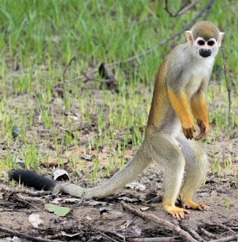 Humboldt's Squirrel Monkey Squirrel Monkey, Animal Inspiration, Painted Coffee Mugs, Wild Kratts, Kingdom Animalia, Save The Elephants, Baby Animals Pictures, Run Through, Painting Inspo