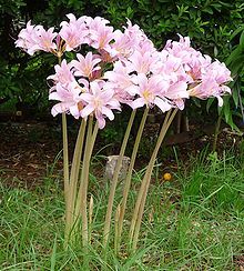 My Aunt Oliene used to call these "Naked Ladies," but apparently they are officially known as Belladonna Lilies. In early spring a clump of foliage appears and slowly dies back. Later in the summer these soft pink lilies suddenly appear on tall stems-- with no foliage, hence the "naked." 😳 Long Stem Flowers, Lily Bulbs, Lily Flower, Dream Garden, Garden Seeds, Urban Garden, Flower Beds, Pretty Flowers, In The Garden