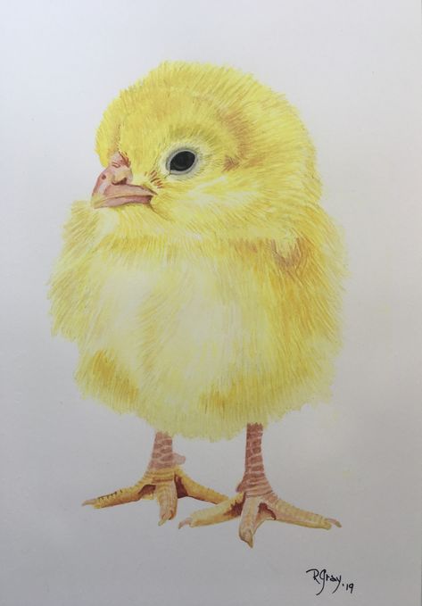 Baby Chicks Photography, Watercolor Chicken, Drawing Pro, Farm Prints, Chicken Drawing, Easter Paintings, Chicken Pictures, Rooster Art, Diy Watercolor Painting