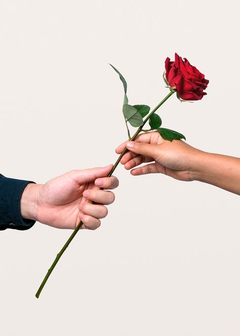 Red rose, gave to lover, valentine's collage element psd | premium image by rawpixel.com / Teddy Man With Roses In Hand, Holding Rose In Hand, Rose Flower Aesthetic, Realistic Rose Drawing, Hand Modelling, Hand Holding Flower, Hand Holding Rose, Give Flowers, Rose In Hand