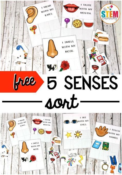 5 Senses Preschool, Five Senses Preschool, School Diy Ideas, 5 Senses Activities, Senses Preschool, My Five Senses, Senses Activities, The Five Senses, 5 Senses