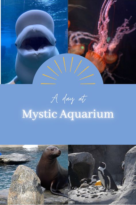 A day at Mystic Aquarium. Mystic Aquarium Connecticut, Mystic Aquarium, Mystic Connecticut, Mystic Seaport, Bucket List Vacations, England Trip, New England Travel, Travel Wishlist, The Aquarium