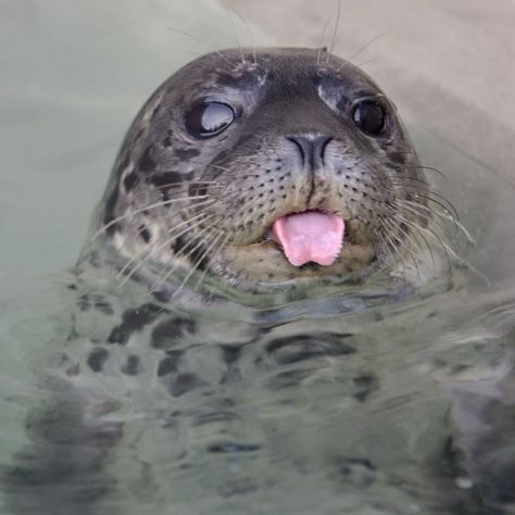 The Marine Mammal Center on Instagram: “This might be the cutest picture of a harbor seal pup ever 😍😍 What do you think Brandy is sticking her tongue out at? Let us know in the…” Baby Seal, A Seal, The Tongue, The Marine, Seals, Brandy, Paradise, Look At, Water