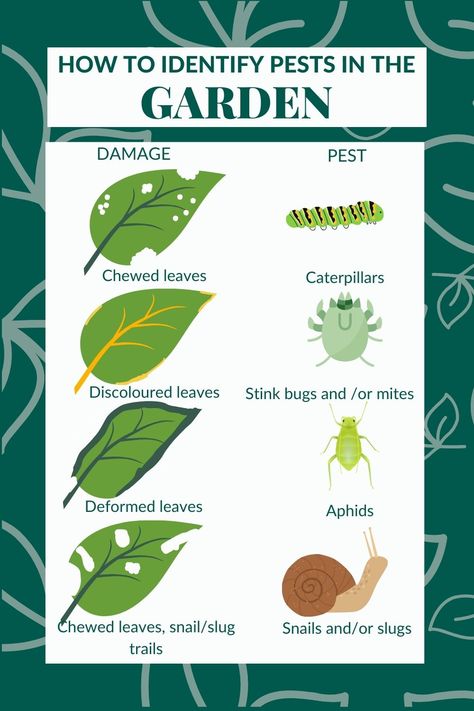 Images of leaves damaged and the different types of garden pests who have done the damage Pesticides For Plants, Garden Pests Identification, Urban Gardening Balcony, Natural Pesticides, Garden Bugs, Vegetable Garden Planning, Plant Pests, Mint Plants, Garden Insects