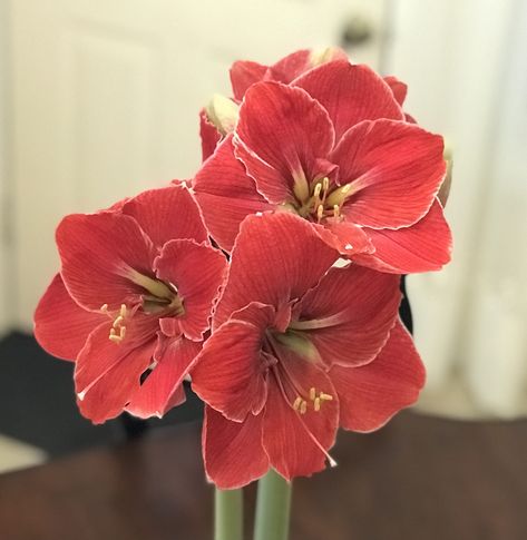 Nail Designs Flowers, Art Flower Wallpaper, Amaryllis Arrangement, Amaryllis Christmas, Amaryllis Flower, Flower Language, Nails Flower, Amaryllis Flowers, Amaryllis Bulbs