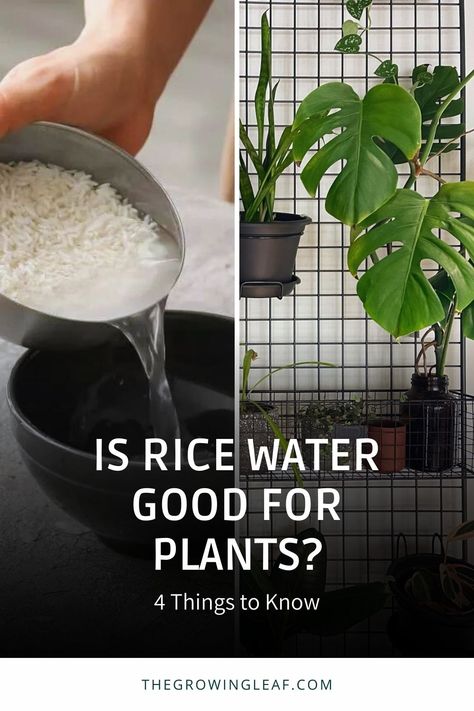 Rice Water For Plants Benefits, Rice Water For Plant Growth, Rice Water Fertilizer, Rice Water For Plants, Money Plant In Water, Pesticides For Plants, Homemade Plant Fertilizer, Natural Plant Fertilizer, Rice Water Benefits