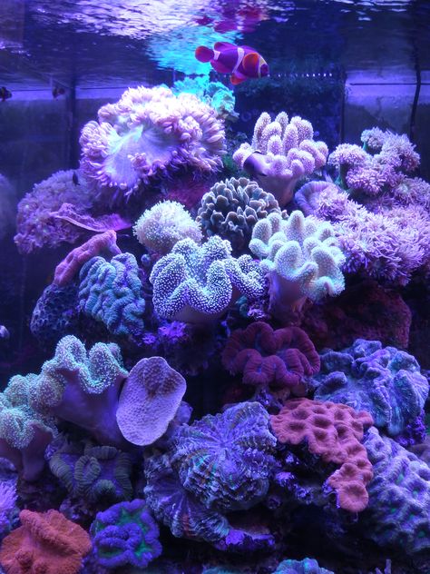 Coral Reef Aesthetic, Marine Life Photography, Uv Photography, Fauna Marina, Purple Coral, Underwater Painting, Under The Ocean, Bottom Of The Ocean, Saltwater Tank